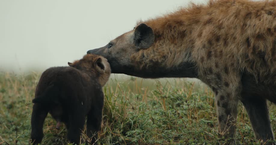 A spotted hyena licks and nuzzles a dark colored cub