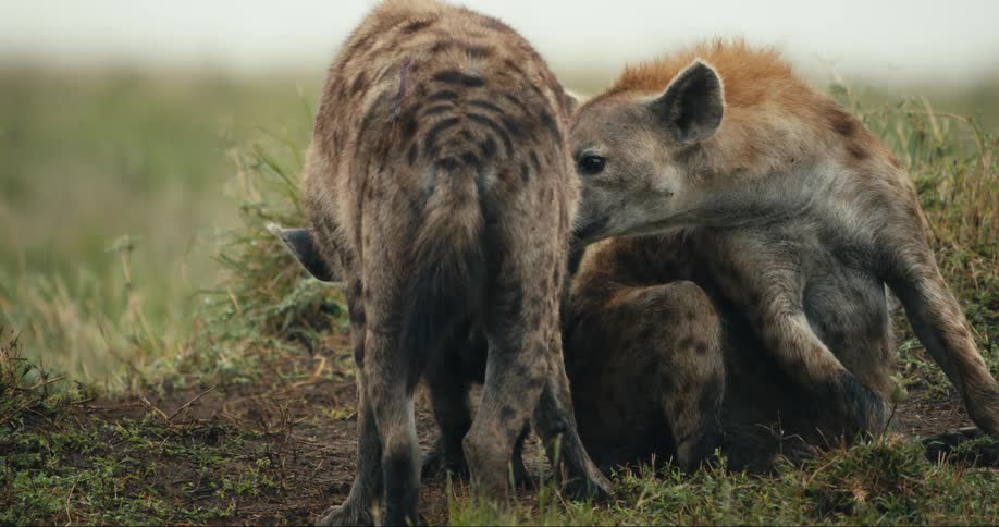 Three hyenas are in a grassy area and two of them are sitting on the ground and playing and there is one of them that is a baby