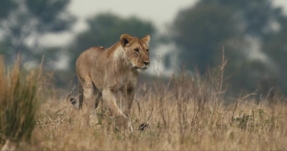 Lioness walking through dry grass in the jungle