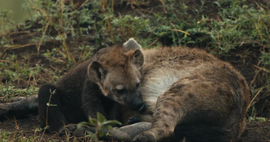 A clip of an hyena breast feeding