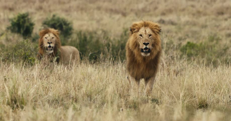 Two majestic male lions stand tall in a golden savanna their powerful presence commanding the landscape