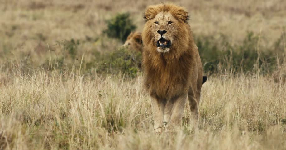 Lion walking in the jungle and another one sitting in the background