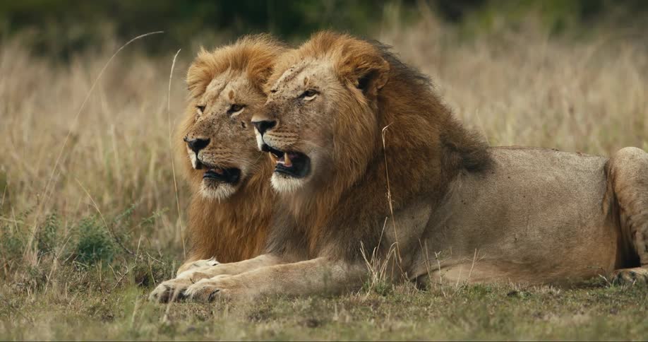 Two adult male lions lie on the ground near a field of tall grass together during the day