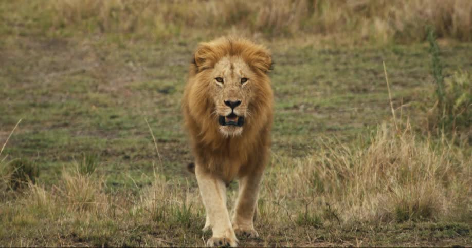 A clip of a lion in the wild