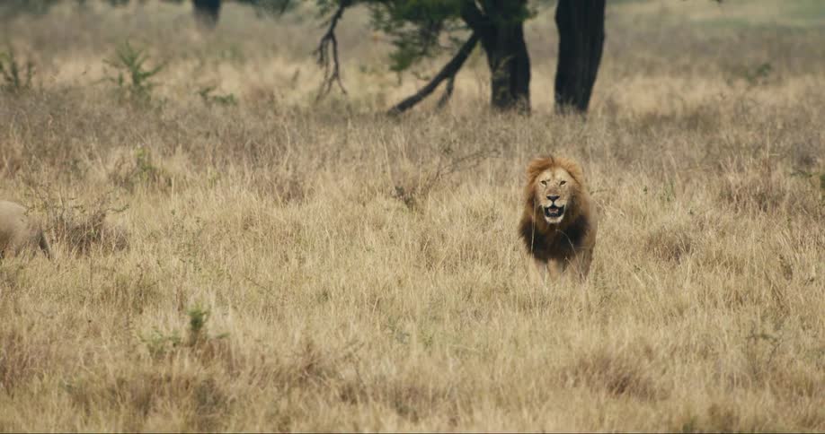 A clip of a lion in the jungle
