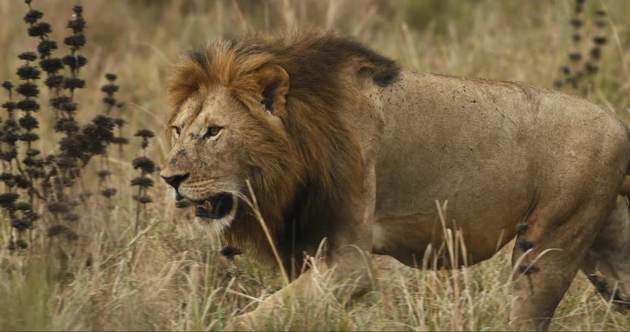 A clip of a lion walking in the jungle