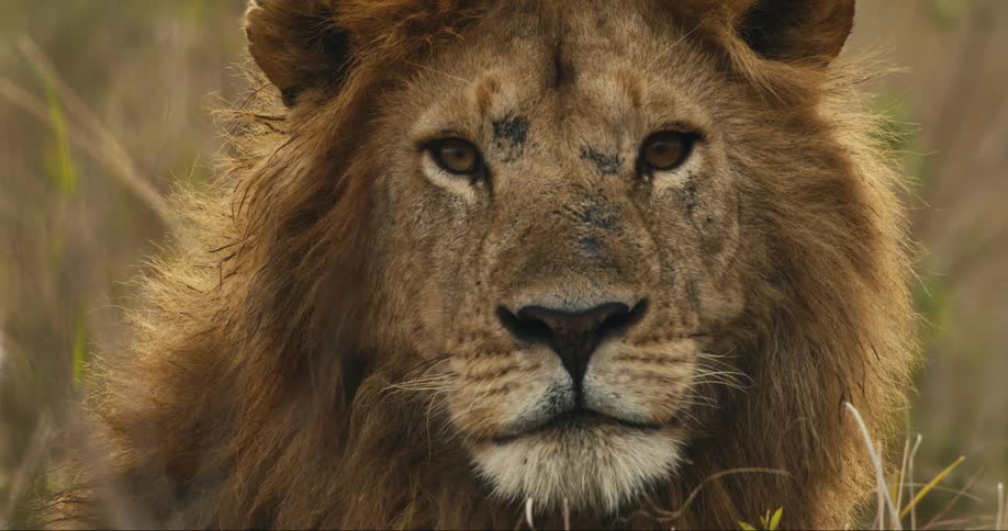 Close up of a lying lions face