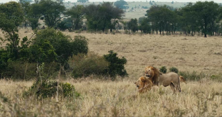 Two lions stand watch in the savanna their manes blending with the dry grasses