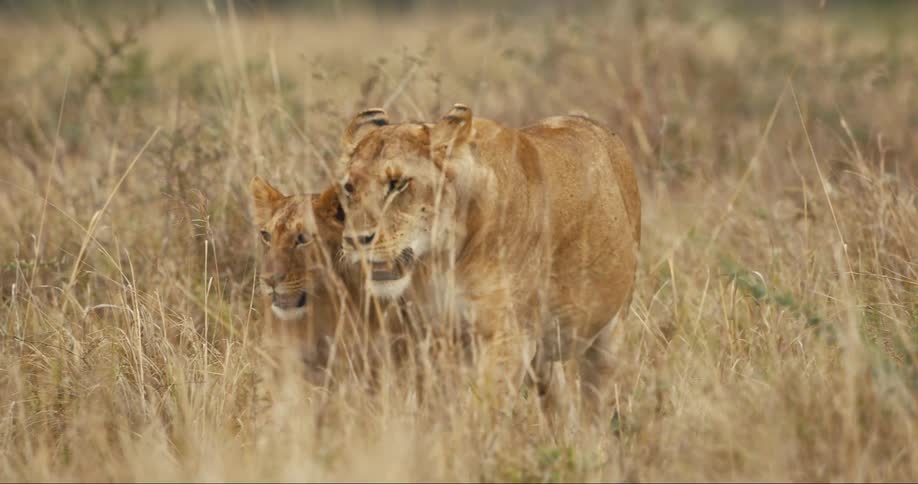 A footage of a lion walking in the jungle
