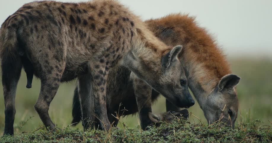 Two adult hyenas tend to a young hyena while in a field during the day
