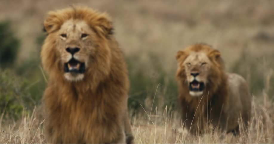 Two lions in the wild seen during the day