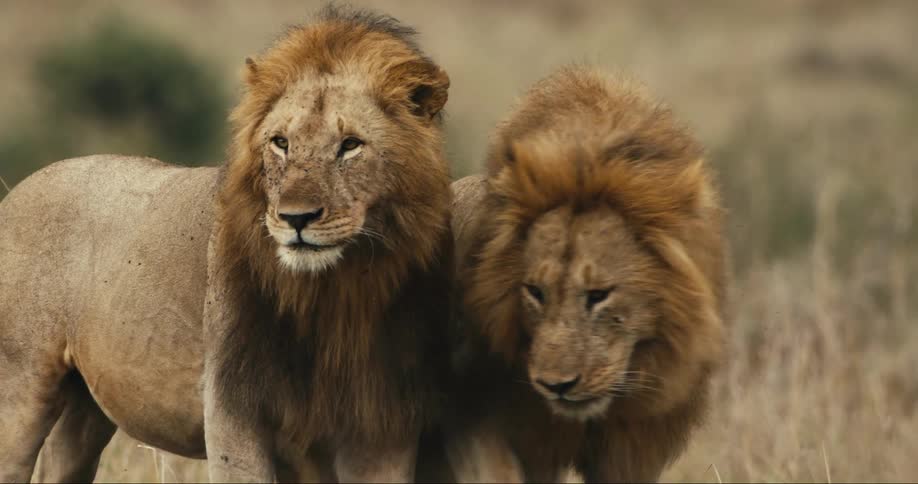 A couple lions show affection to each other