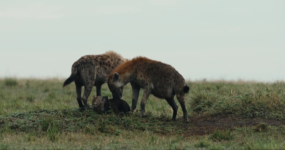 A clip of hyenas playing with the kid
