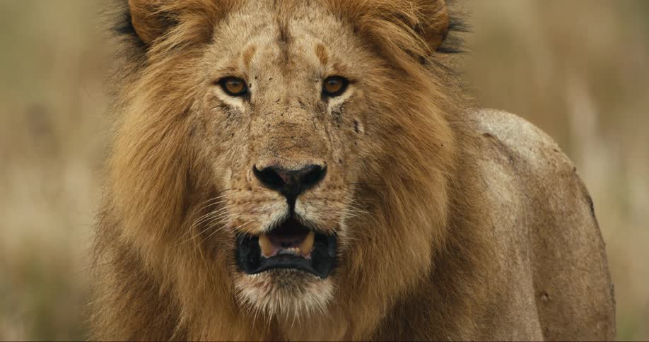Male lion pants while standing on a grasslandduring the day and staring