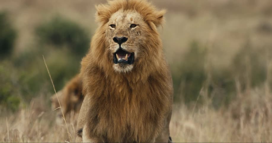 Two lions in a savannah with beige grass and one of them is walking while the other is standing with his mouth open looking to the sides