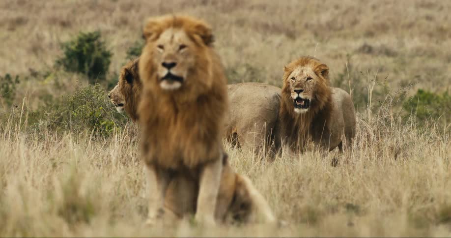 A group of three lions standing with their mouths open looking in all directions in a beige grass savannah