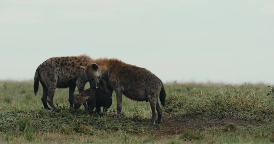 Two spotted hyenas tend to a small dark colored cub in a grassy field