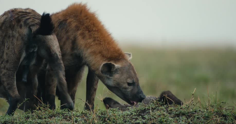Two adult wild dogs licking their cub in the savanna
