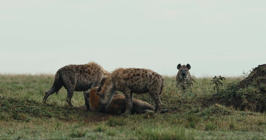 Hyena looks up to stare while other hyenas lie down or walk around during a day on the savanna