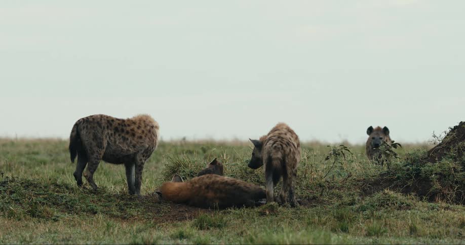 A clip of hyenas in the jungle