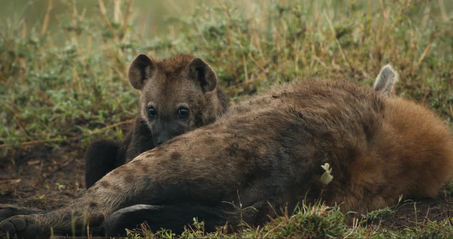 A young hyena cub nuzzles its mother in a field of tall grass