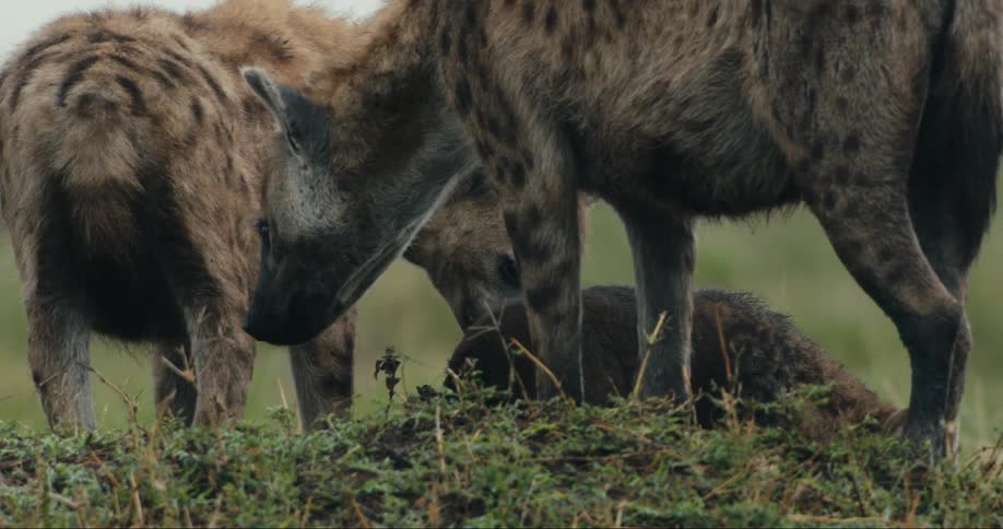 Two spotted hyenas flank a dark colored hyena cub as they forage together in a grassy area