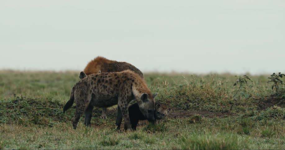 A group of two adult hyenas and a cub and one of the adult hyenas is pushing the cub using its snout