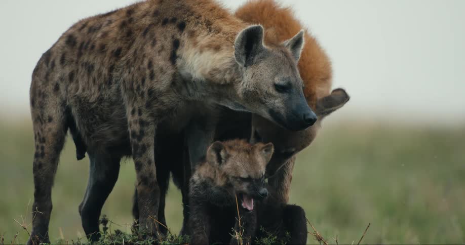 A group of two adult hyenas and a baby hyena being licked by one of the adult hyenas