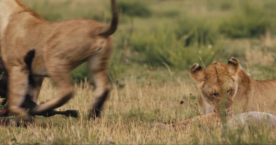 Two lionesses are fighting over a kill one takes it after a struggle