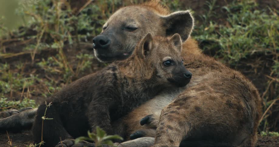 Hyena cub being nursed by its mother who is almost asleep