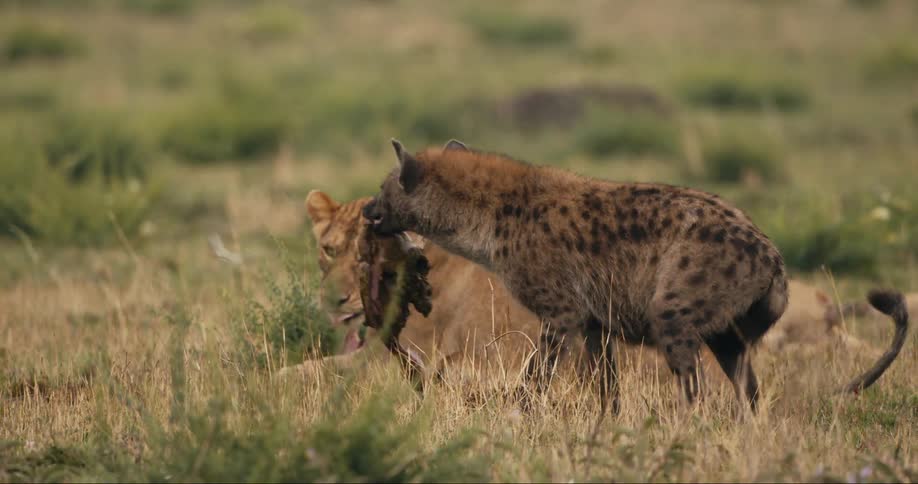 A hyena stealing a dead animal carcass from a lying lion and then running away
