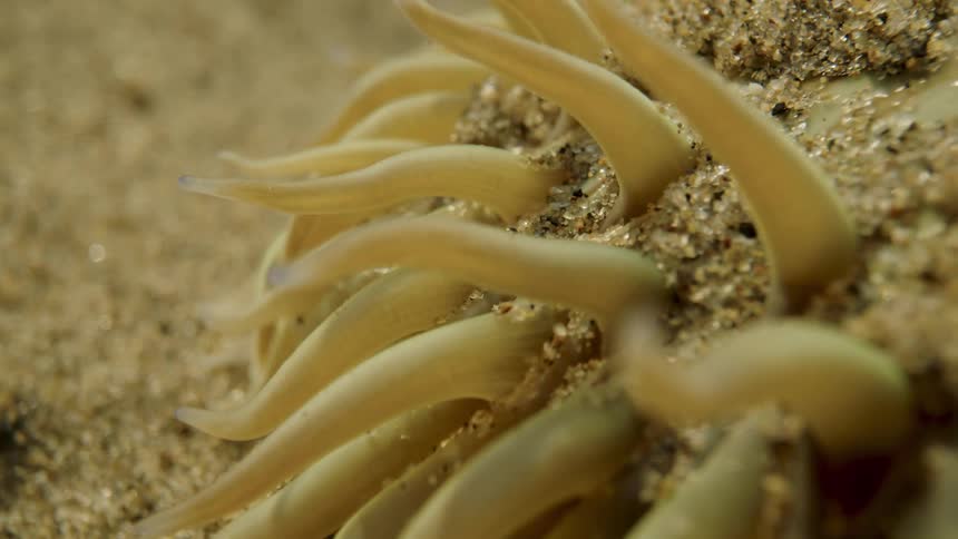 A group of white tubeshaped sea creatures emerging from the sand in shallow water