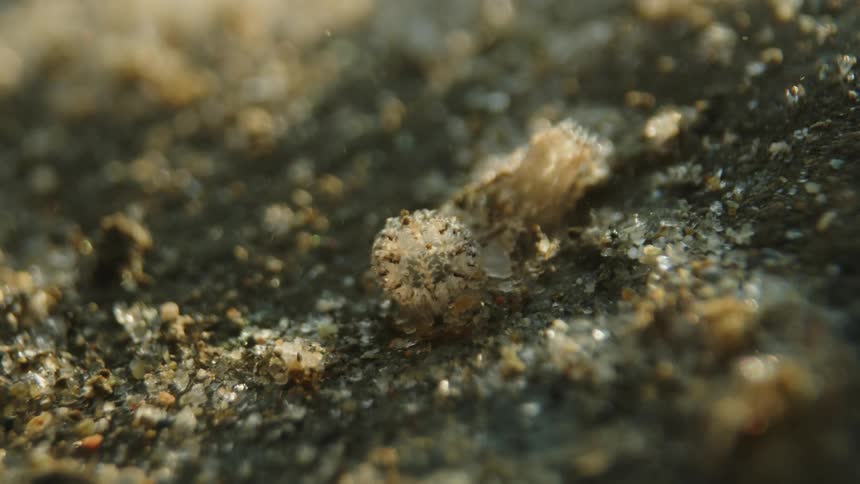 A close up clip of a soil