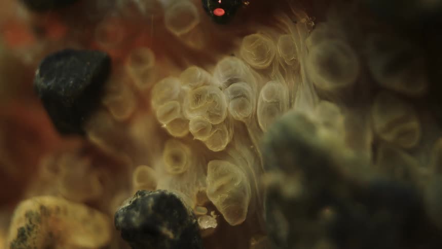 A close up shot shows a cluster of small translucent cup shaped organisms amongst small rocks and sediment