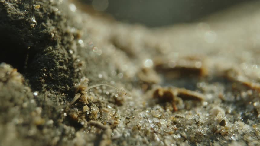 Underwater closeup of an aquatic larva