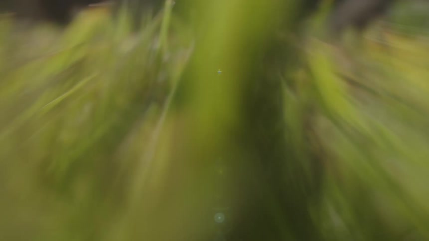 A close up clip of grasses