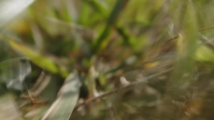 Close up of moving grass