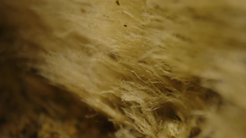 The fur is yellow and in the shade