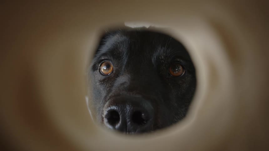 A clip of a dog looking through a hole