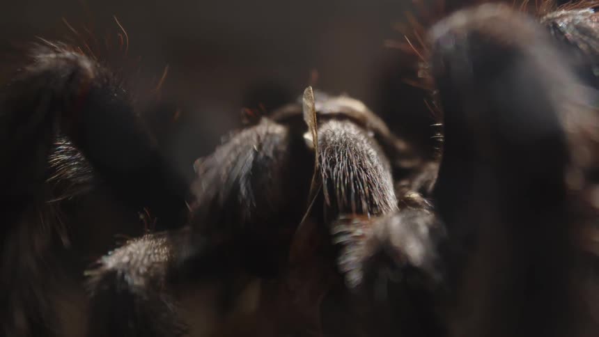A close up clip of a spider