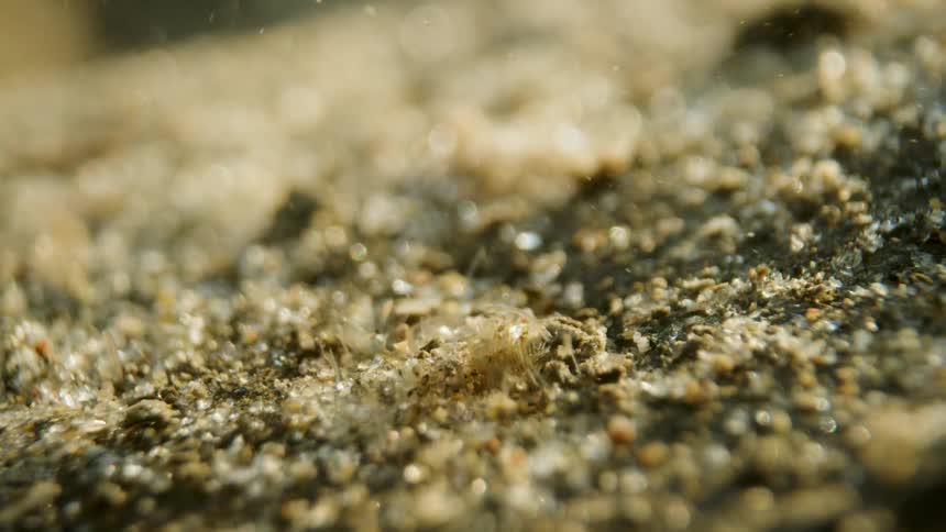 A close up clip of sands underwater
