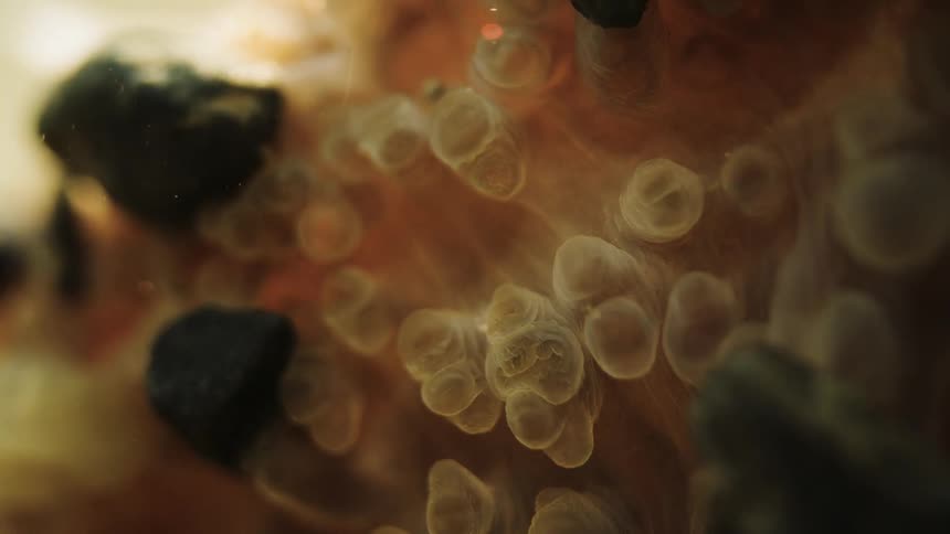 Numerous translucent cup like structures nestled among small dark rocks in a murky orange toned environment