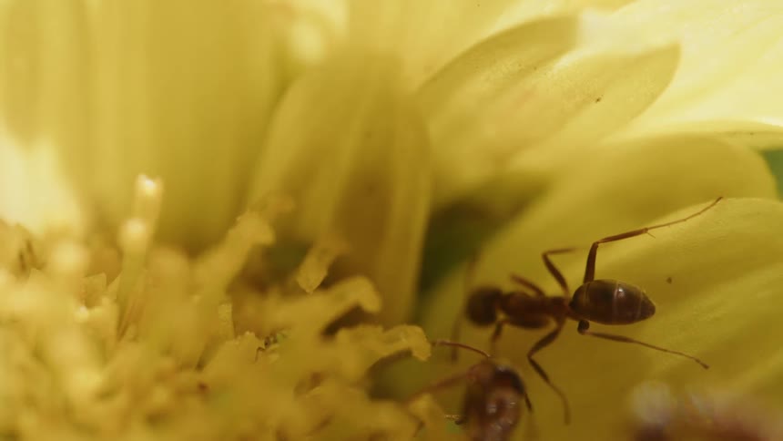 Close up of ants crawling on a yellow daisy