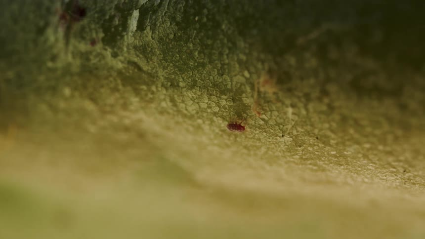 A small bug crawls on the plant