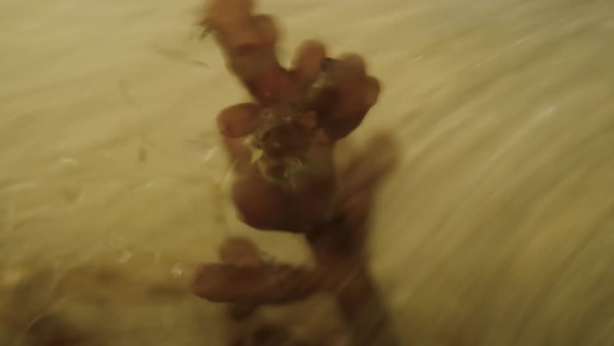 Water flowing at high speed over an aquatic plant