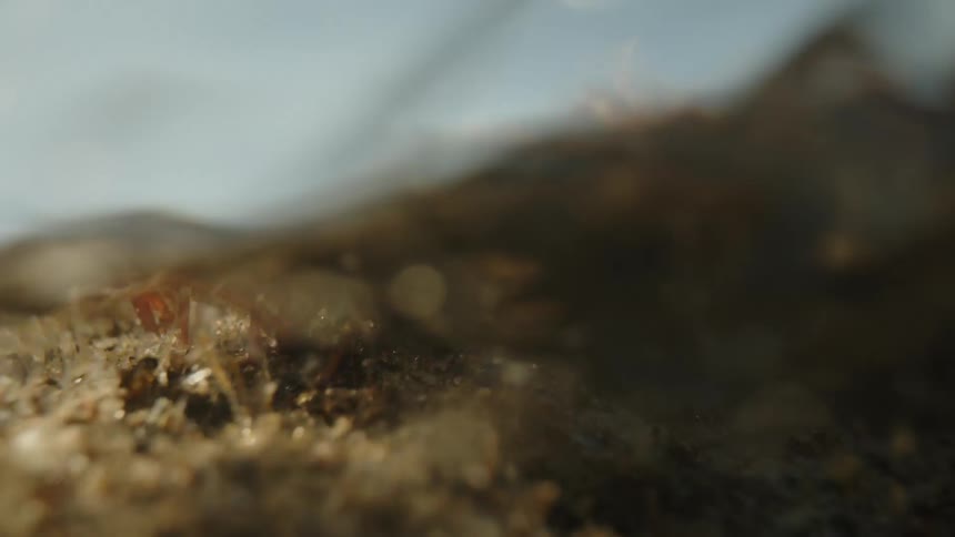 A very shallow stream of water passing over a sandy floor with a small brown plant