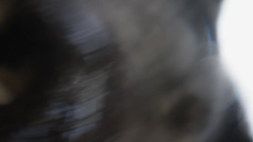 Close up of a dogs mouth licking