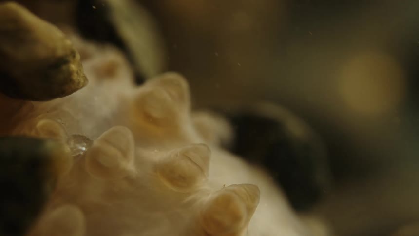 Sea life is moving underwater