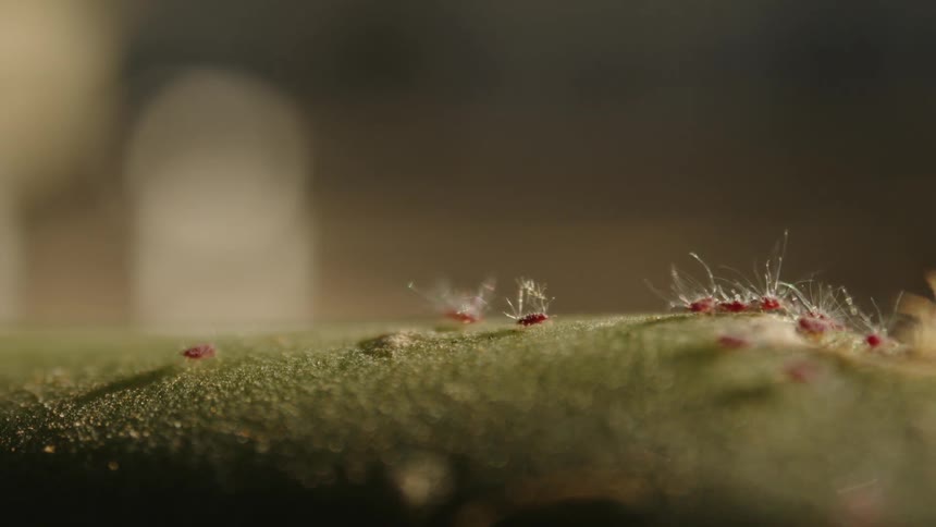A footage of insects on a surface