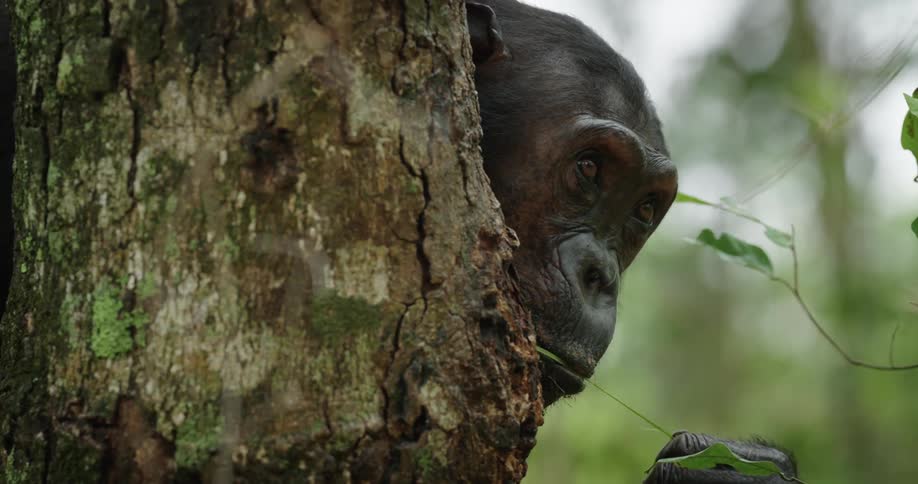 Chimpanzee eating leaf in the forest